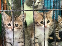 -家友宠物(莞城店)