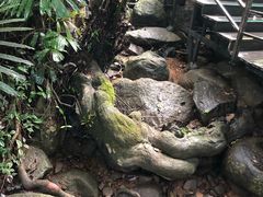 -呀诺达热带雨林
