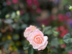 -人民公园(罗湖区)