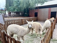 -丽江金茂隐逸酒店-凯悦臻选SPA
