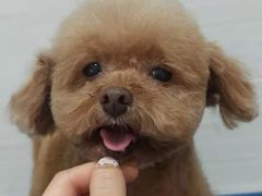 -芭比堂动物医院广州顽皮分院