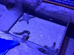 -暹罗海洋世界