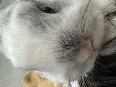-瑞派宠物医院·24h·骨外科·皮肤科·全科宠物医疗转诊中心(沈阳浑南院)
