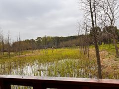 -昆山城市生态森林公园