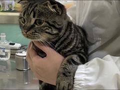 -米苏动物医院·犬猫专科·骨科外科内窥镜