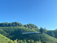 -龙坞茶村