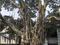 -船政文化景区-罗星塔公园