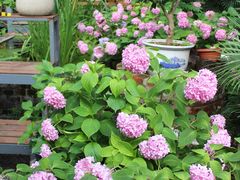 -谷咖啡·鲜花绿植花园餐厅
