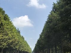 -黄海国家森林公园