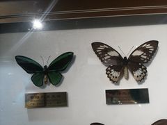 -上海昆虫博物馆