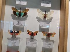 -上海昆虫博物馆