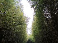-游子山休闲旅游区