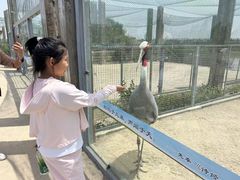 -盐城丹顶鹤湿地生态旅游区