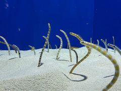 -上海海洋水族馆