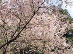 -武汉大学-樱园