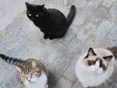 -喵屿·大理花园猫咖