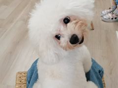 -柴迷FANS CLUB·柴犬狗咖·猫咖