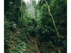 -西双版纳原始森林公园