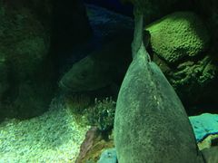 -瑞普利水族馆