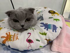 -达爱动物医院·犬猫分区·CT·复杂眼科(远洋山水分院)