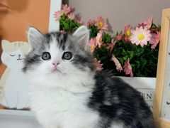 -小猫来了·猫舍(红山六九七九店)