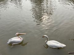 -上海野生动物园
