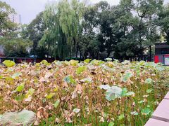 -四川大学(望江校区)