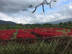 -亚龙湾国际玫瑰谷