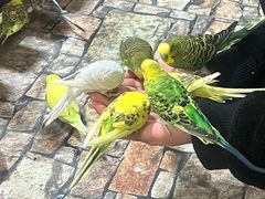 -上海大自然野生昆虫馆(东方明珠·爬宠昆虫探索中心)