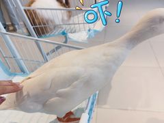 -怪兽屋·羊驼·猫咖·狗咖(俊华广场店)