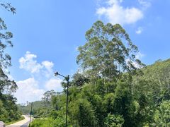 -黄埔油麻山森林公园
