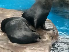 -海合安成都极地海洋公园