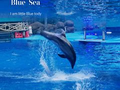 -海合安成都极地海洋公园