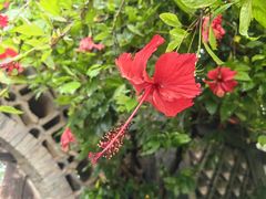 -朱家花园
