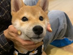 -南京Hallo宠物乐园·哈罗犬舍·柴犬繁育基地