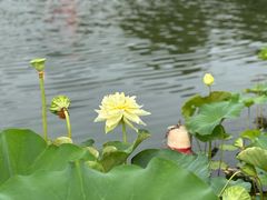 -莲花池公园
