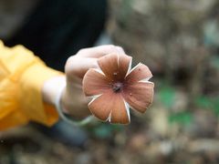 -西双版纳基诺山寨