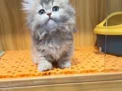 -欣宠猫屋·矮脚拿破仑·蓝金金渐层