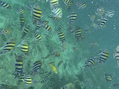 -卡帕莱度假村(西巴丹岛)