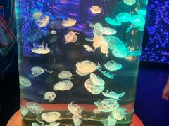 -顺德南宏海立方海洋公园