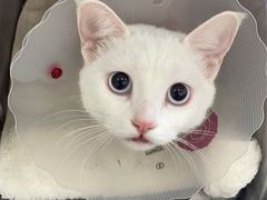 -北京恒爱动物医院(清景园分院)