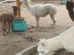 -北京市海淀外国语实验学校