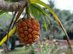 -海南热带野生动植物园