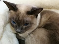 -滚猫咖啡·猫咖·猫友好撸猫(未来城店)