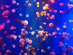 -成都浩海立方海洋公园