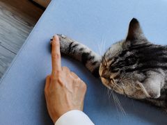 -有猫主题·治愈系猫咖(曾厝垵店)
