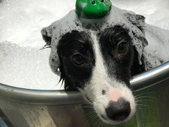 -PETKIT 小佩宠物·低压洗护·美容·寄养(安远店)