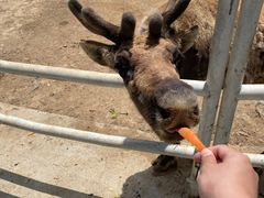 -大连森林动物园