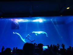 -芜湖新华联大白鲸海洋公园