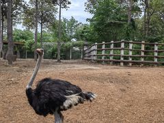 -清迈夜间动物园